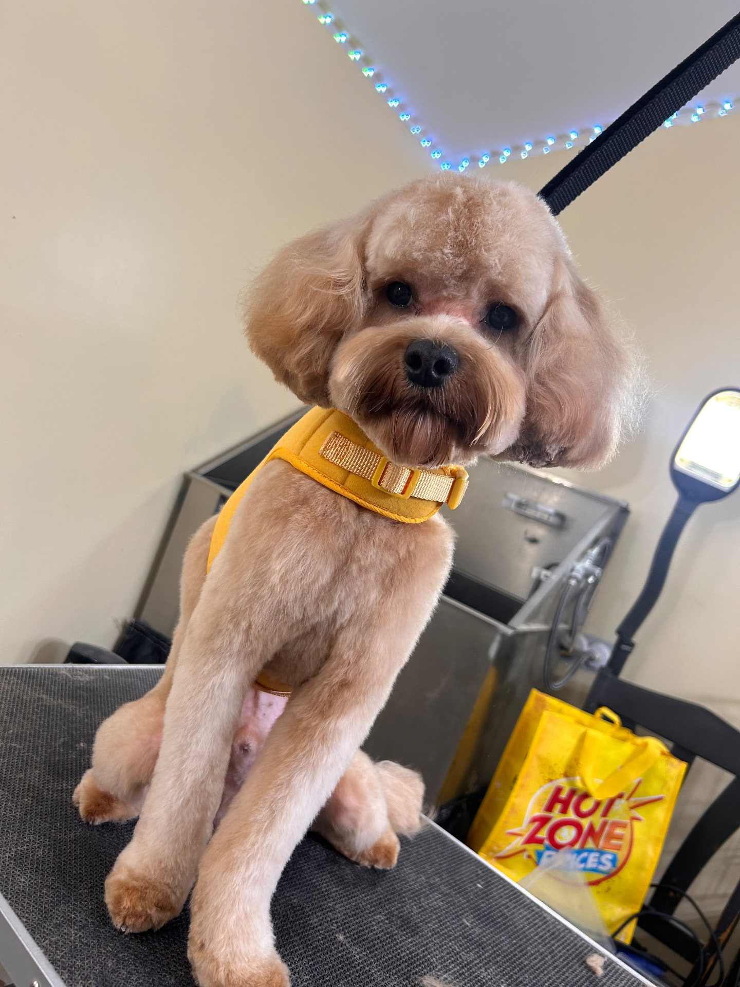 Freshly groomed pup at Luxurious and Purrrfect Cutz