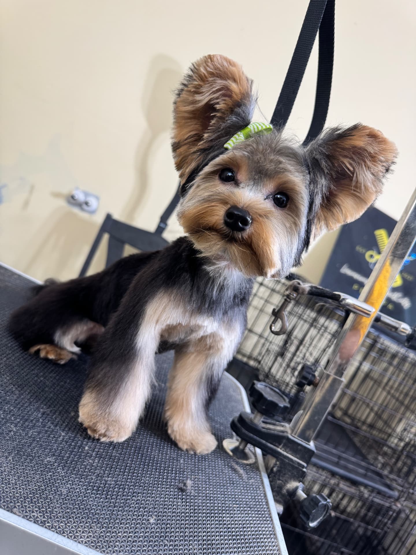 Fresh cut & green bow