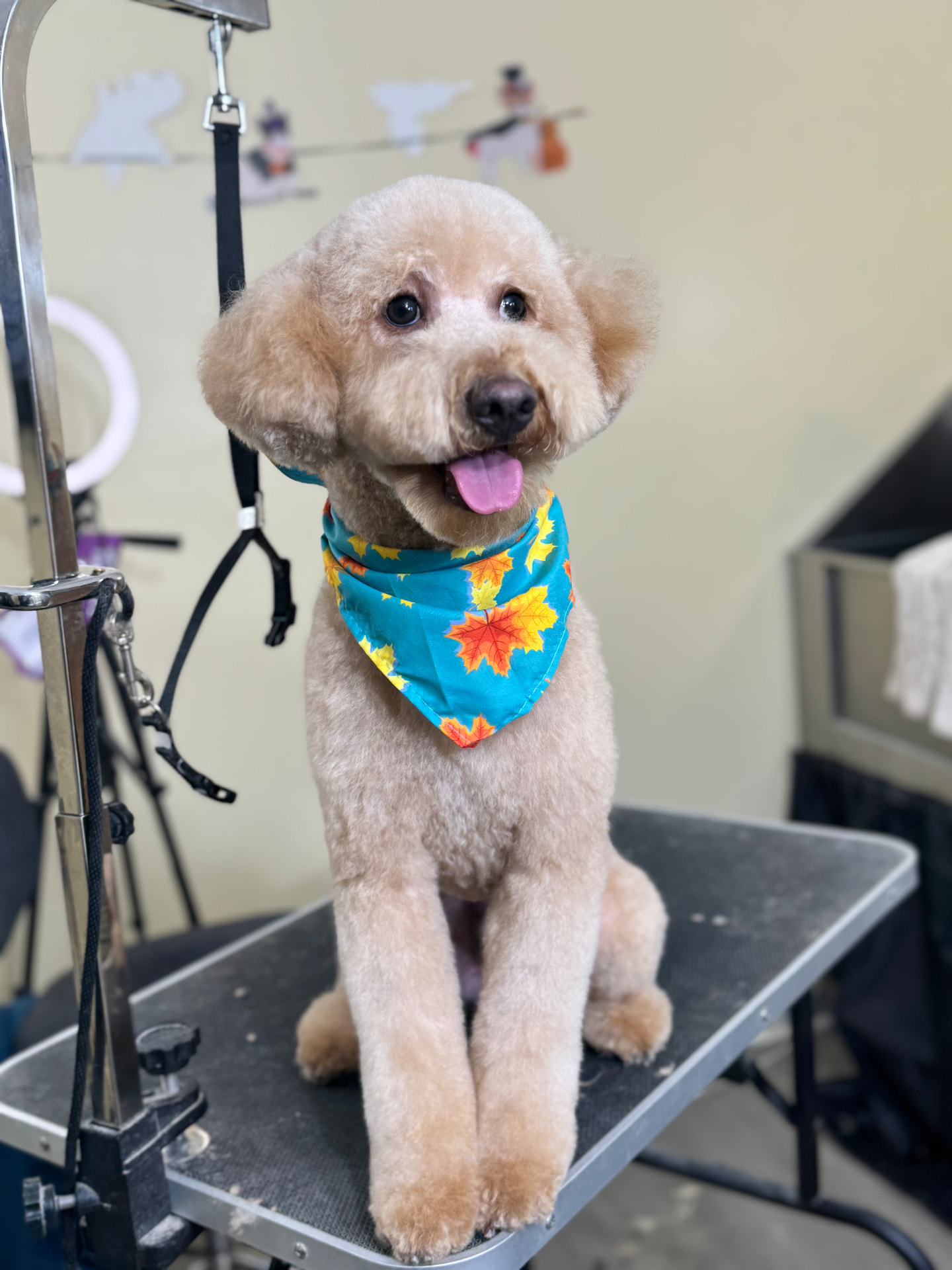 Groomed dog
