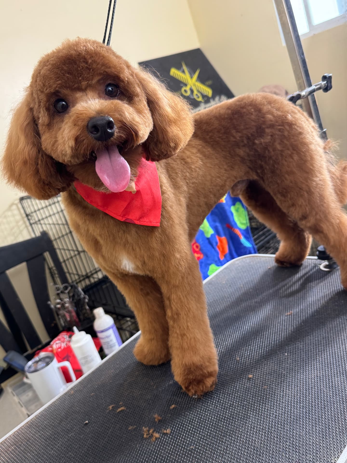 Groomed dog